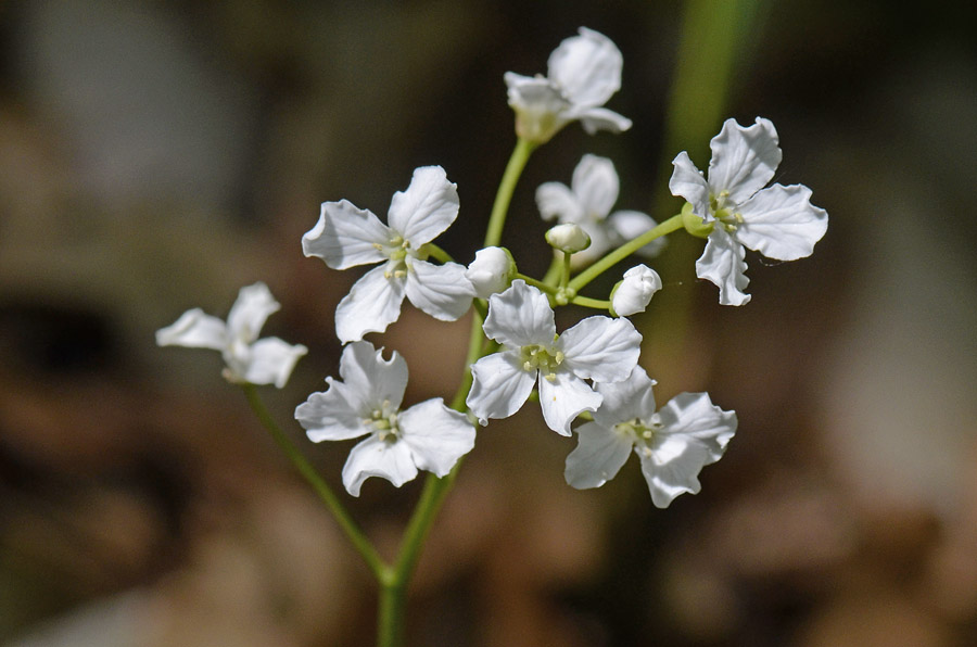 Cardamine trifolia / Dentaria a tre foglie